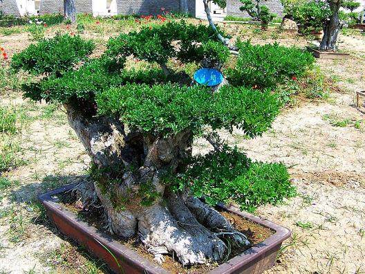 广西：首届中国山水城市发展论坛开幕