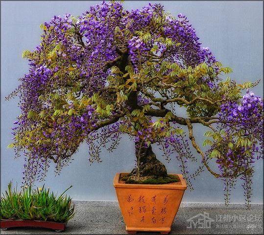 盆景投资渐入佳境