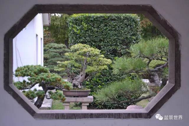 你有一封来自国内首位盆景学硕士的邀请函 请查收