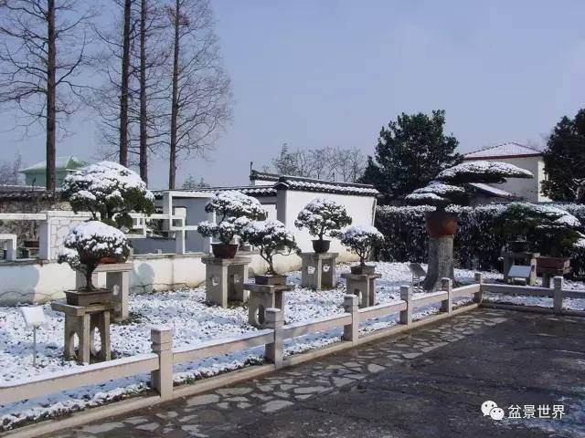 你有一封来自国内首位盆景学硕士的邀请函 请查收