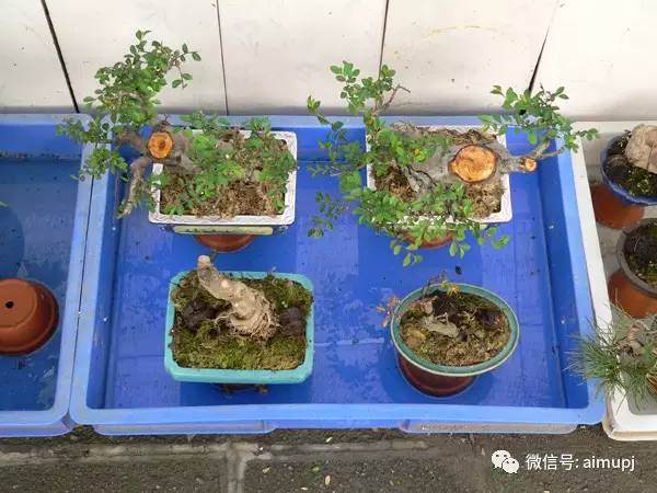 图解 怎么给盆景浇水的懒人方法