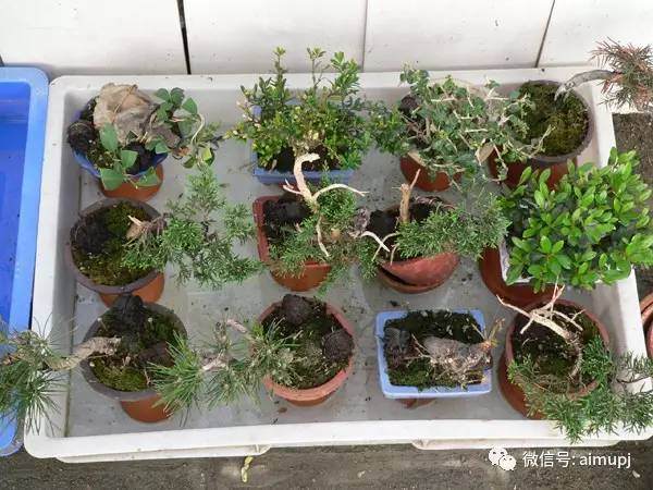 图解 怎么给盆景浇水的懒人方法