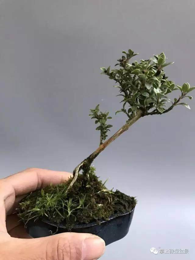 最近处理一部分微型六月雪 一盆价格28元 两盆以上包邮