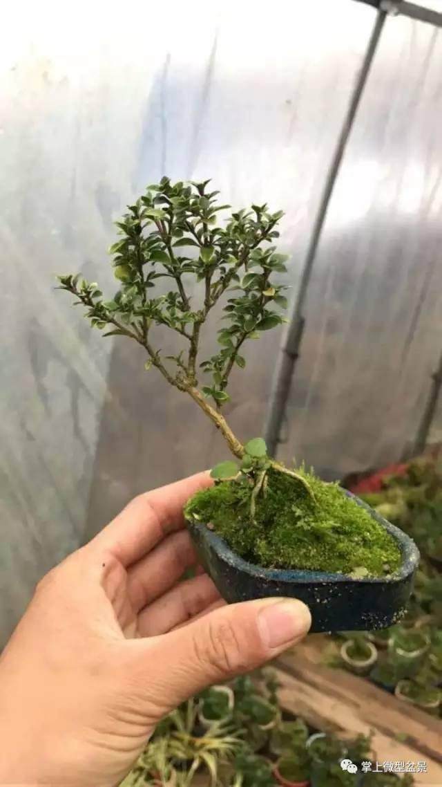 最近处理一部分微型六月雪 一盆价格28元 两盆以上包邮