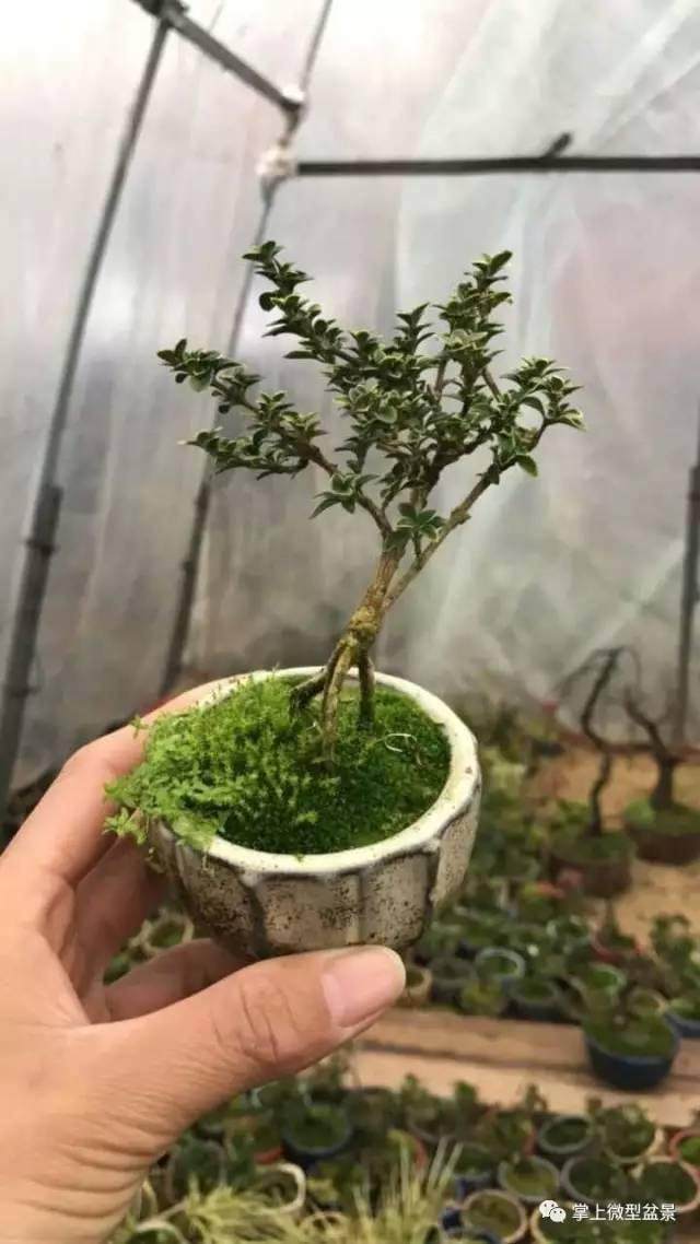 最近处理一部分微型六月雪 一盆价格28元 两盆以上包邮