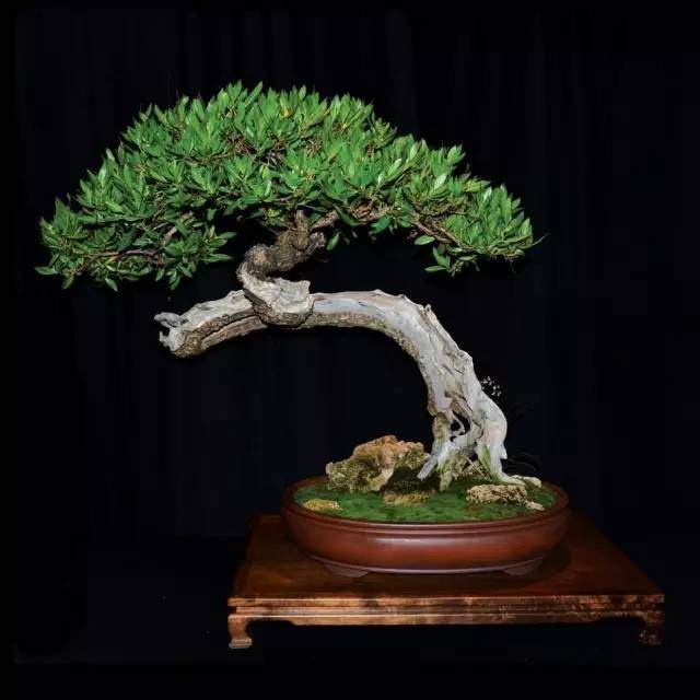 国外十六种盆景艺术展