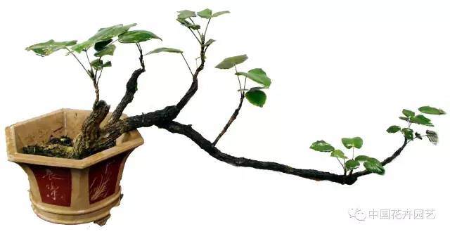 阔叶十大功劳盆景怎么制作造型的方法 图片