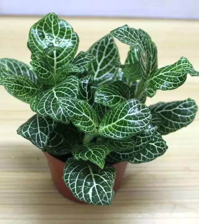 盆景迎春来 这个植树节大家一起搞事情