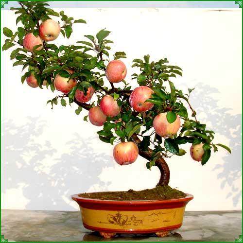 山东青岛:盆景苹果现身苹果展销会