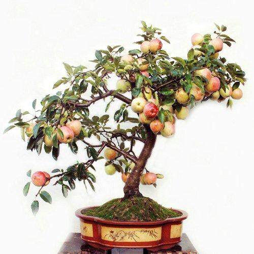 芭蕾苹果盆景周年管理技术