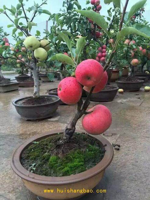 看稀罕 一棵盆景结苹果还结山楂 第八届农交会昨开幕