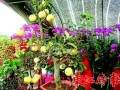 不少市民还是愿意花1000多元 将半米高的苹果盆景搬回家