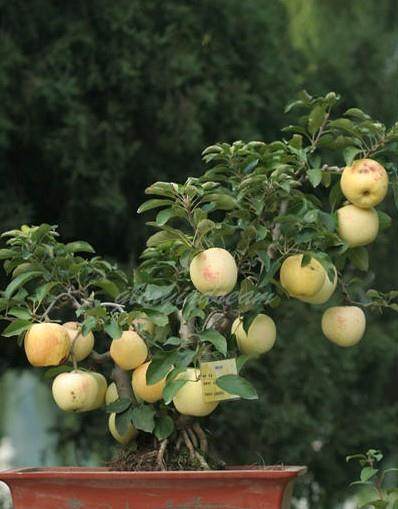 河北苹果盆景、宫廷金鱼走红第八届中国花博会