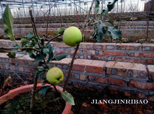 苹果盆景哪里买得到? 现代农业园区有1000盆