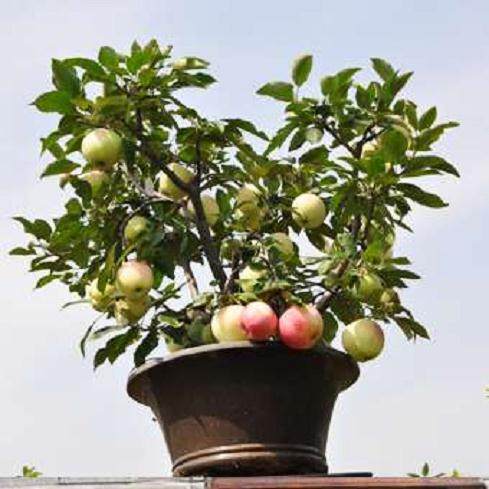 北方苹果南方种 可餐盆景闲摆弄