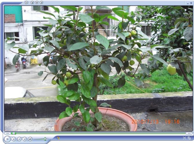 苹果盆景的选盆和嫁接与上盆