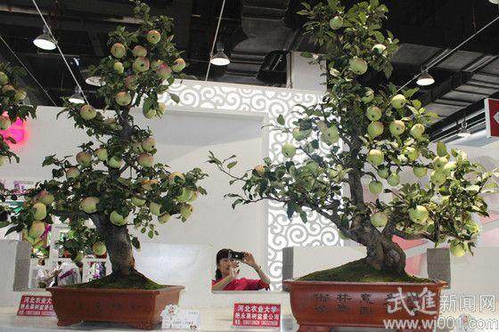 苹果盆景生根后的注意事项