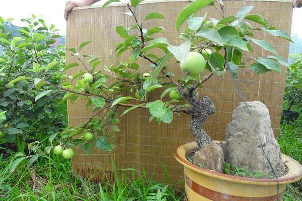 苹果盆景连树卖价格高种植前景好