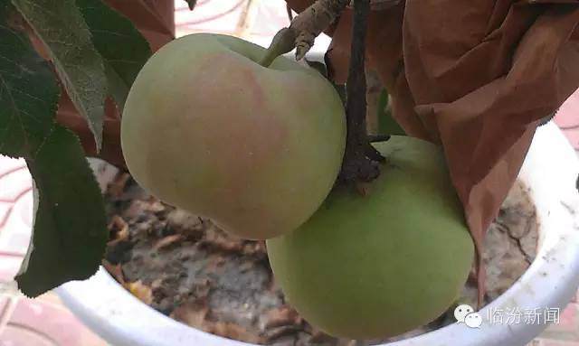 吉县『盆栽苹果』艺术盆