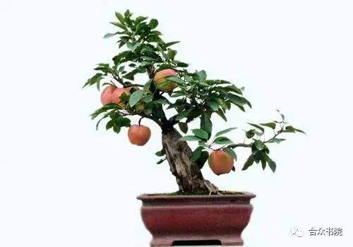 合众书院果树盆景系列-苹果盆景