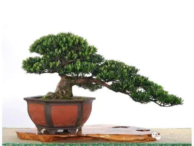 罗汉松大树移植技术