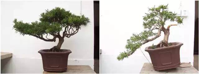 罗汉松盆景怎么整形的方法 图片