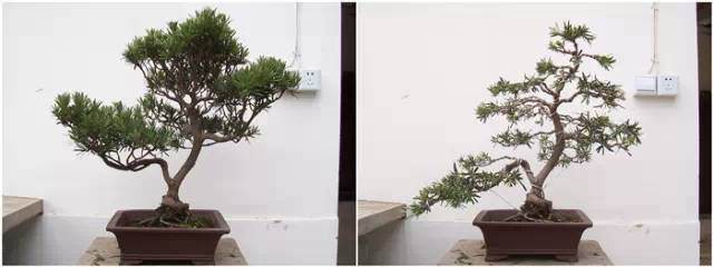 罗汉松盆景怎么整形的方法 图片