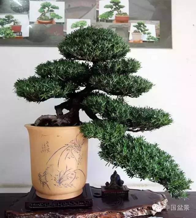 艺景轩谢桂华--罗汉松盆景欣赏