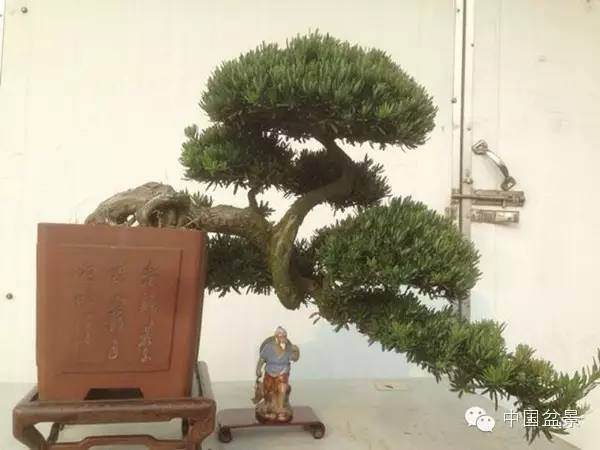 艺景轩谢桂华罗汉松盆景欣赏