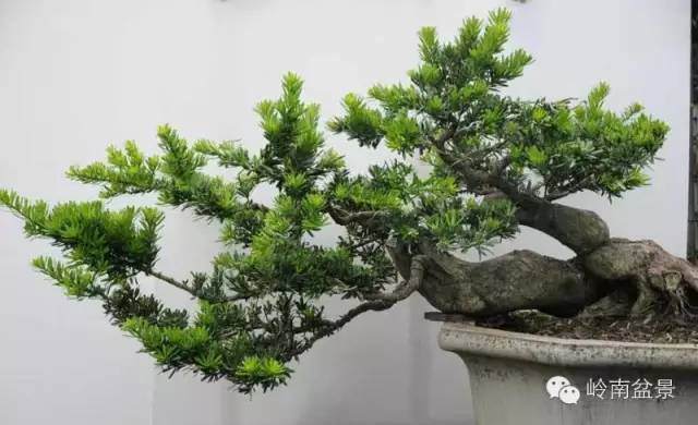 罗汉松盆景的根瘤菌自制和使用