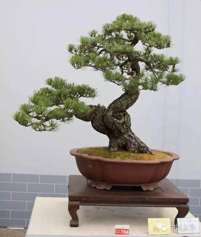 悬崖式罗汉松盆景赏析与精品分享