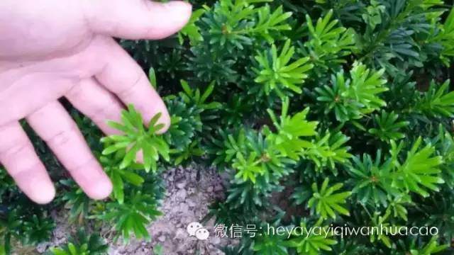 罗汉松盆景优质珍品素材介绍