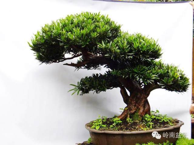 盆景技艺各种稀有珍贵罗汉松品种