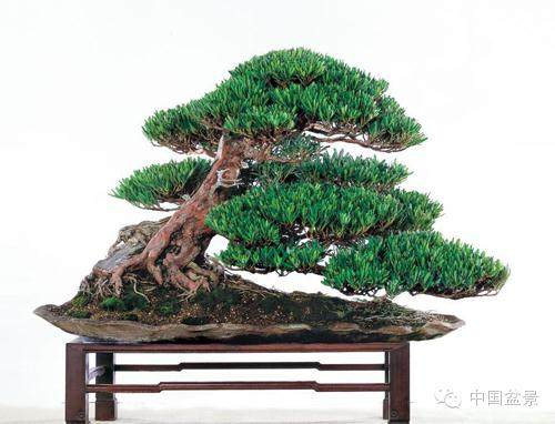 古朴雅致的罗汉松盆景