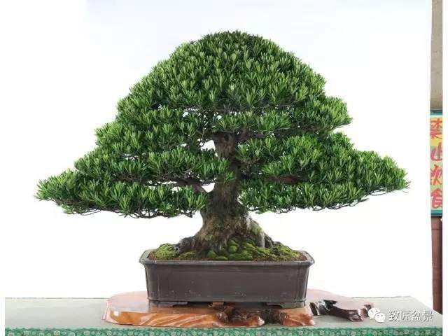 罗汉松盆景如何养护的?