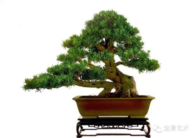 罗汉松盆景-形态特征