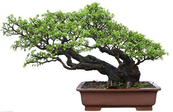 小伙子独自一人偷偷盗挖走价值11000元三株特型罗汉松