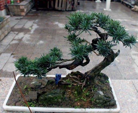 100年罗汉松遭盗挖 法院严惩不姑息