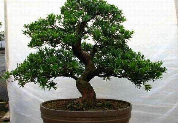 广东南雄千年古罗汉松傲立小山村 图片