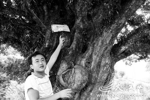 婺源县沱川乡篁村有一棵千年罗汉松