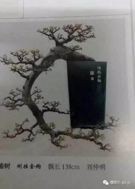 我来解读盆景作品(一)