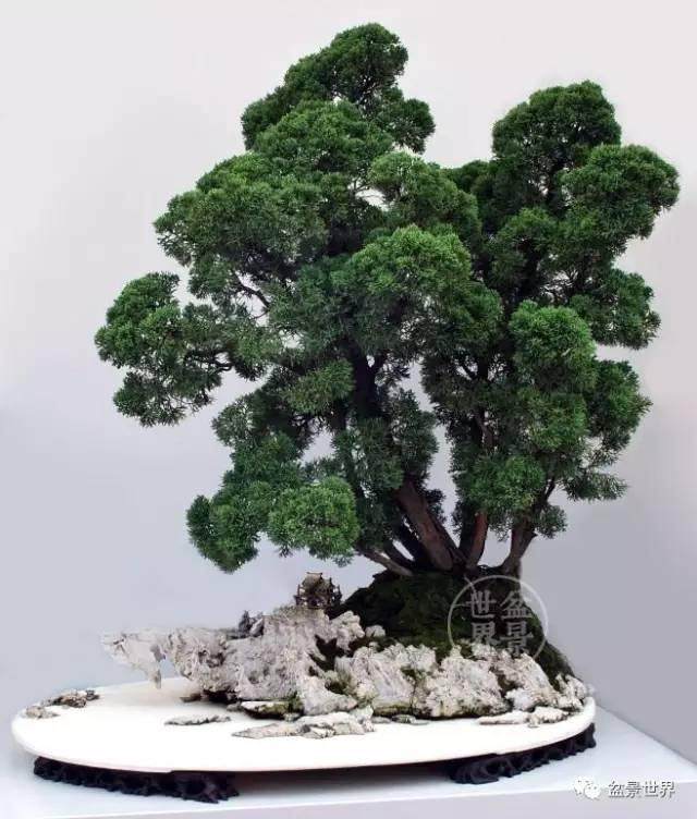 盆景，和狗一样吗？&mdash;&mdash;说说盆景走向艺术的困境