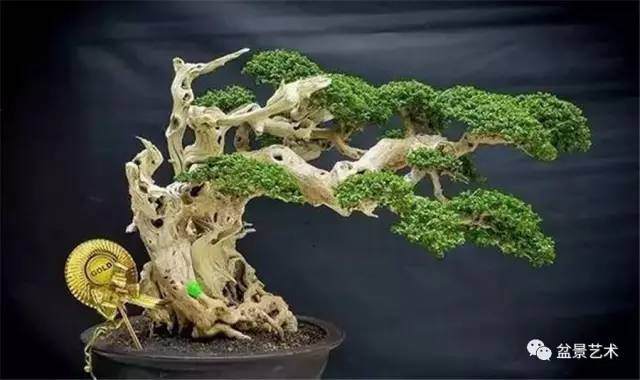 怎样做盆景的基根?