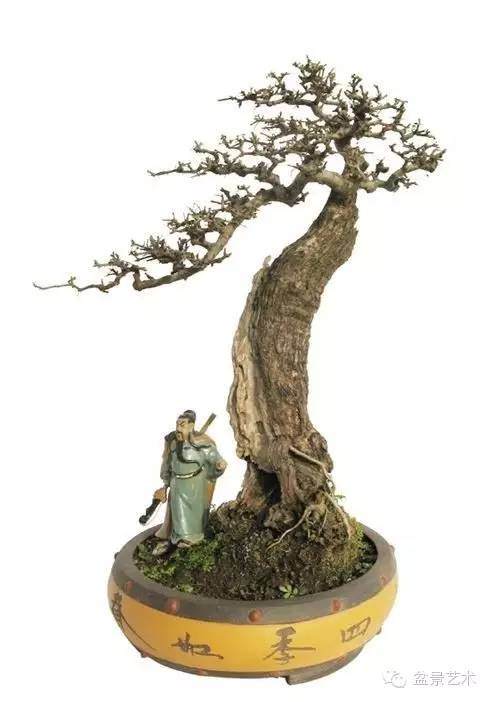 怎样制作老桩盆景的基根 图片