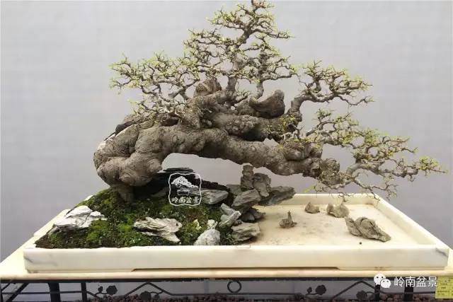 盆景素材没有贵贱之分,野草也能登上大雅之堂