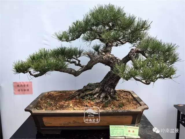 为什么盆景素材没有贵贱之分