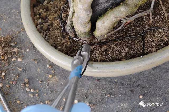 何给盆景固定盆子的方法