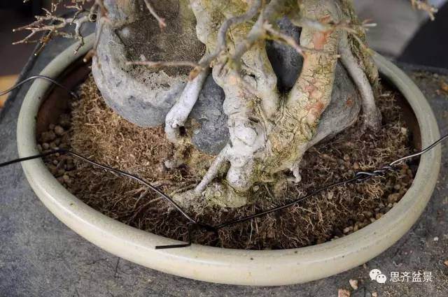 何给盆景固定盆子的方法