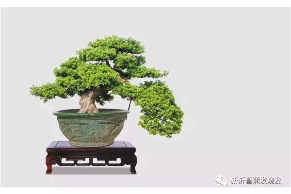 老吴教你做盆景第三篇·罗汉松