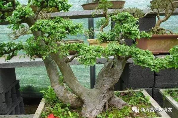 老吴教你做盆景第二篇&middot;榆树